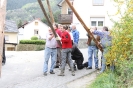 Maibaum 2010_36