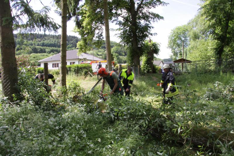 Umgestürzter Baum